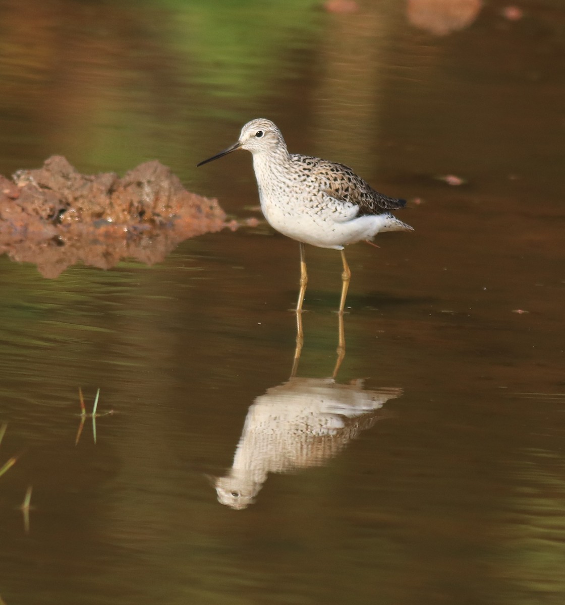 Marsh Sandpiper - ML624112789