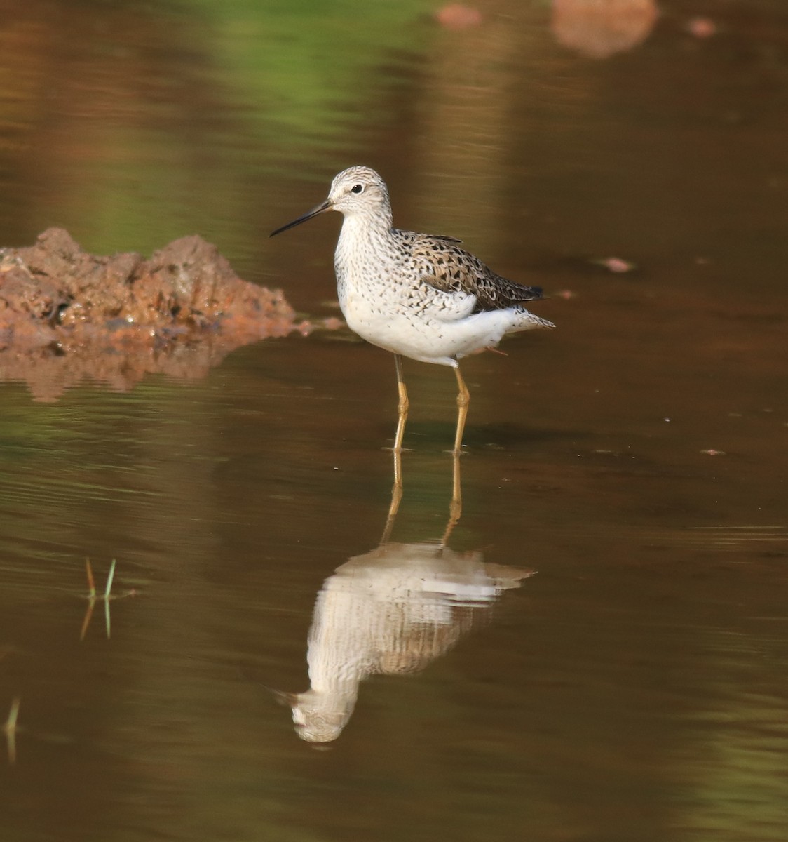 Marsh Sandpiper - ML624112790