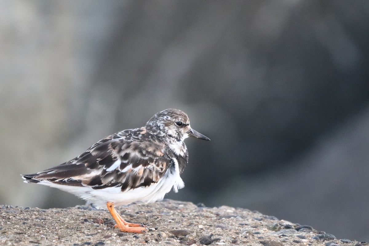 Ruddy Turnstone - ML624112812