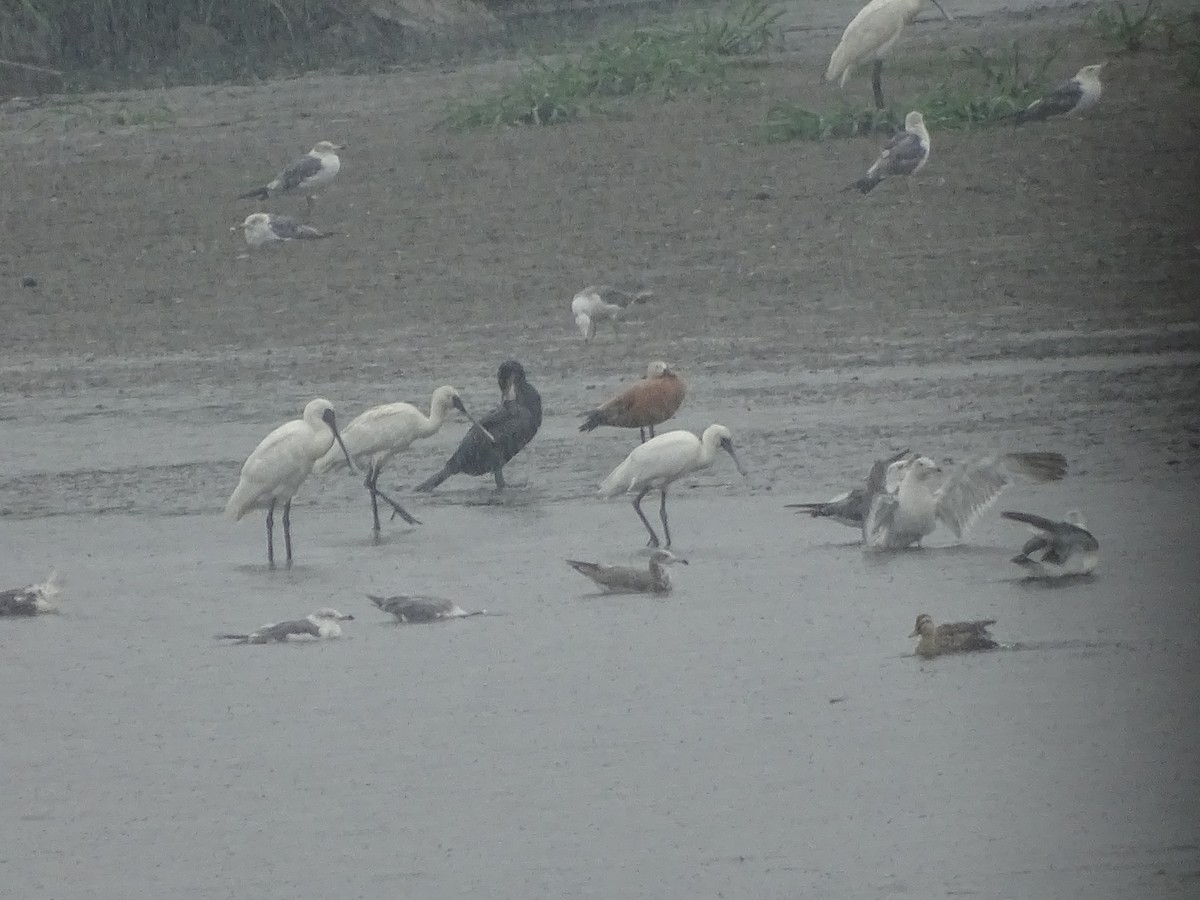 Ruddy Shelduck - ML624112813