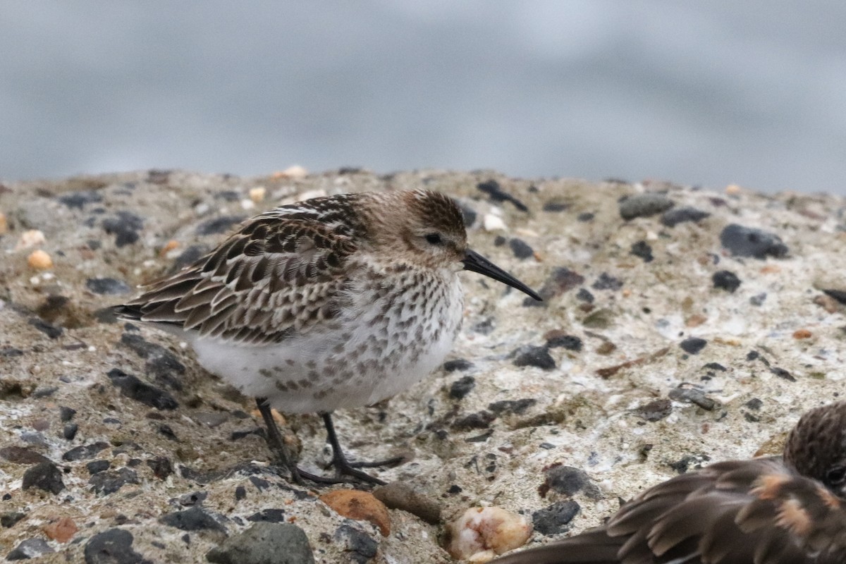 Sanderling - ML624112814