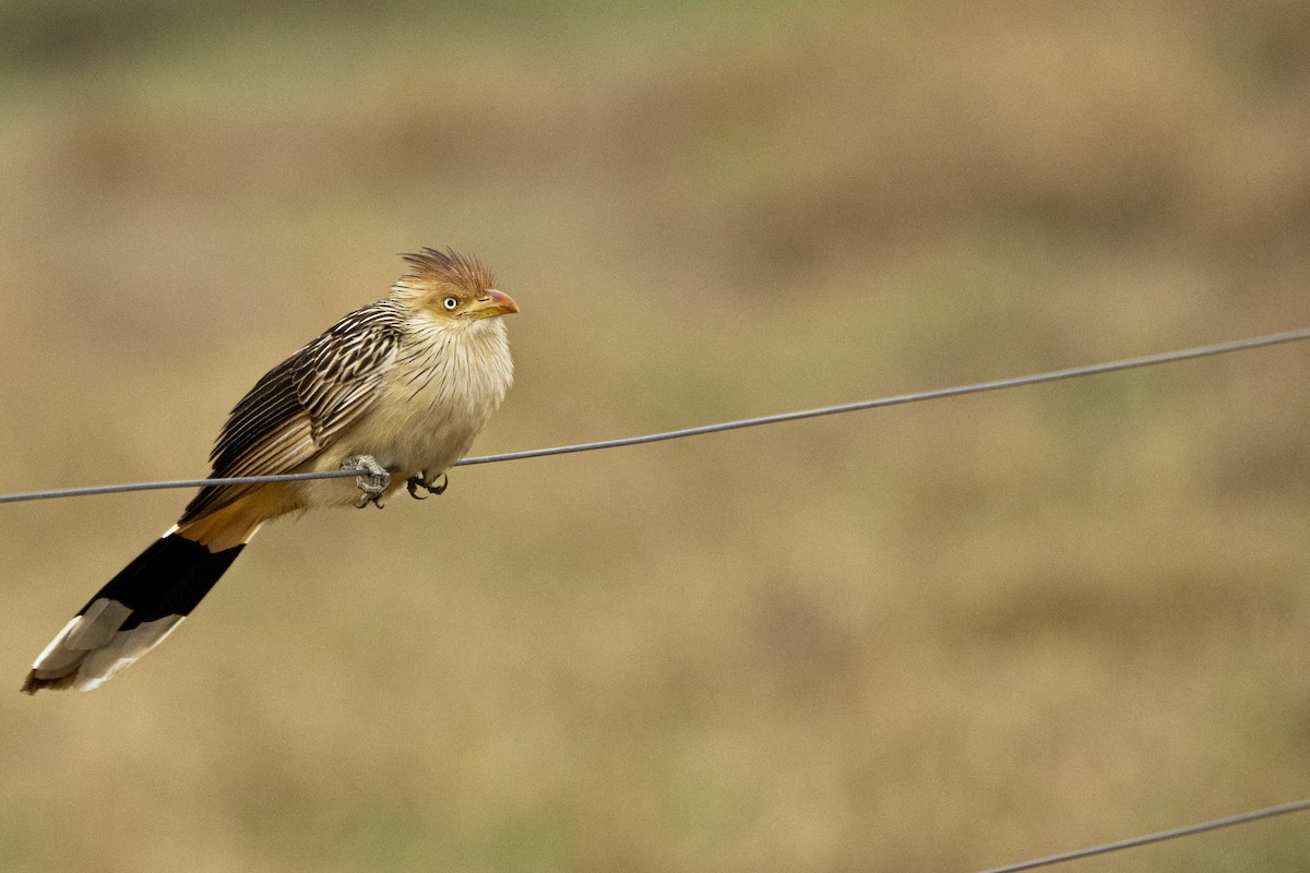 Guira Cuckoo - ML624112827