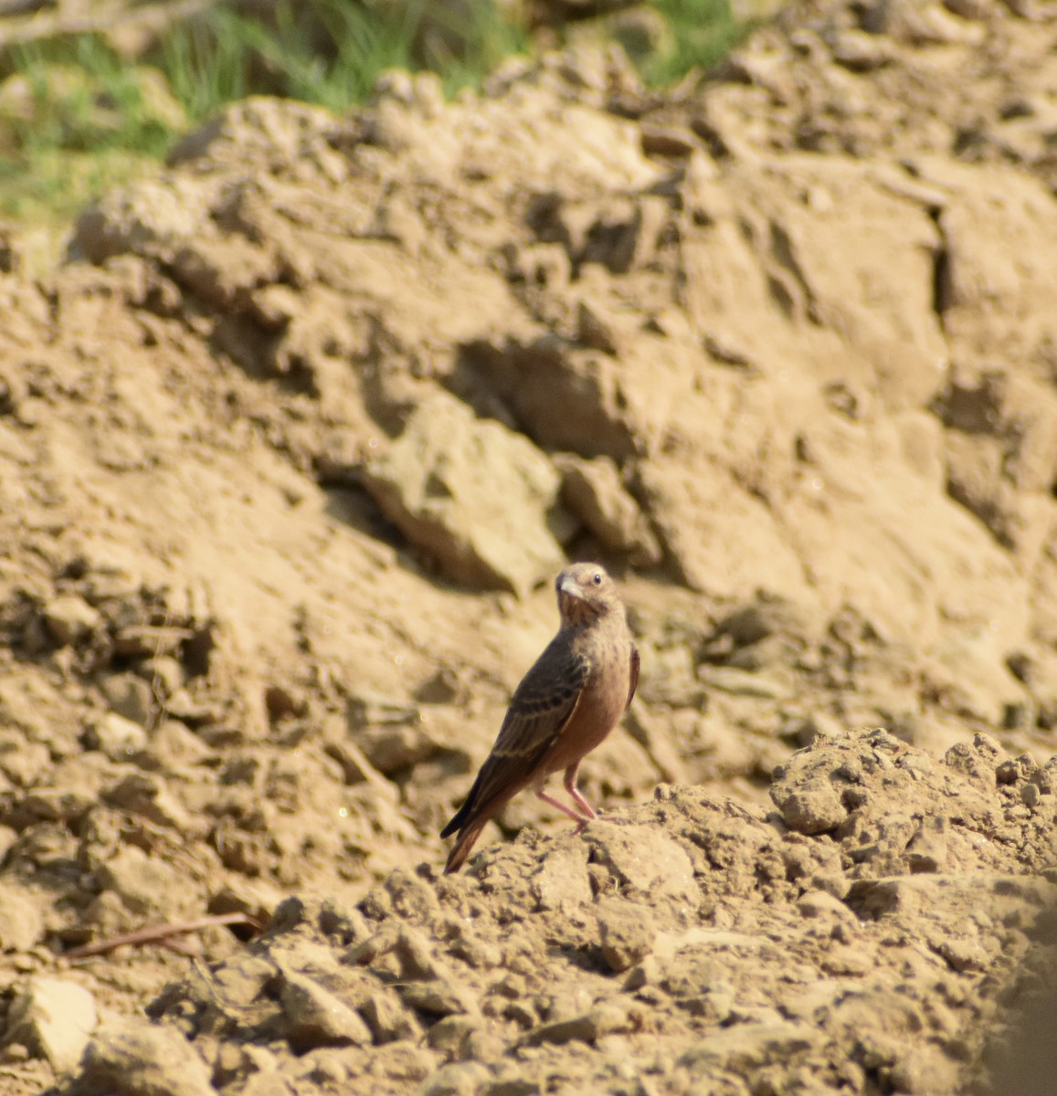 Rufous-tailed Lark - ML624112855