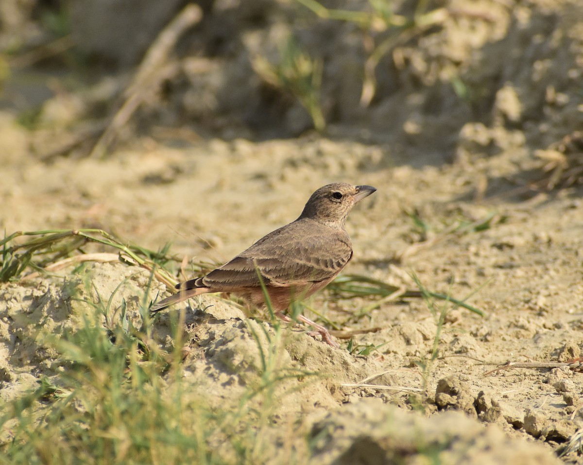 Rufous-tailed Lark - ML624112856