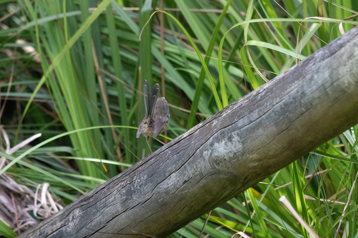 Variegated Fairywren - ML624112932