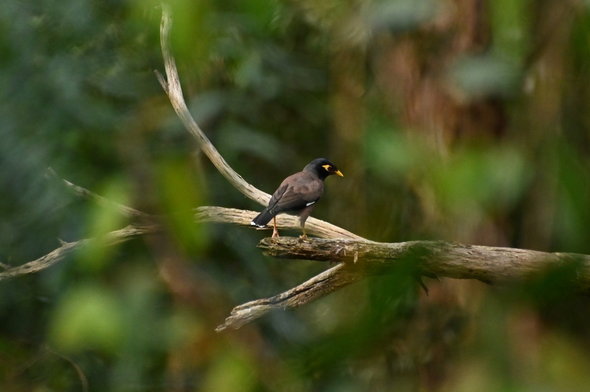 Common Myna - ML624112974