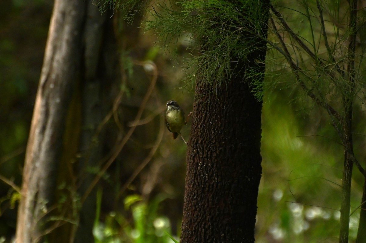 White-browed Scrubwren - Melissa Allen