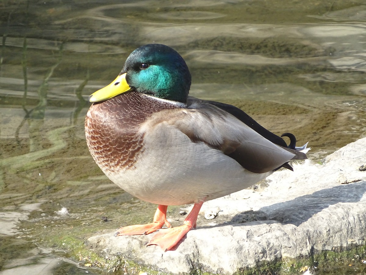 Mallard - ML624113037