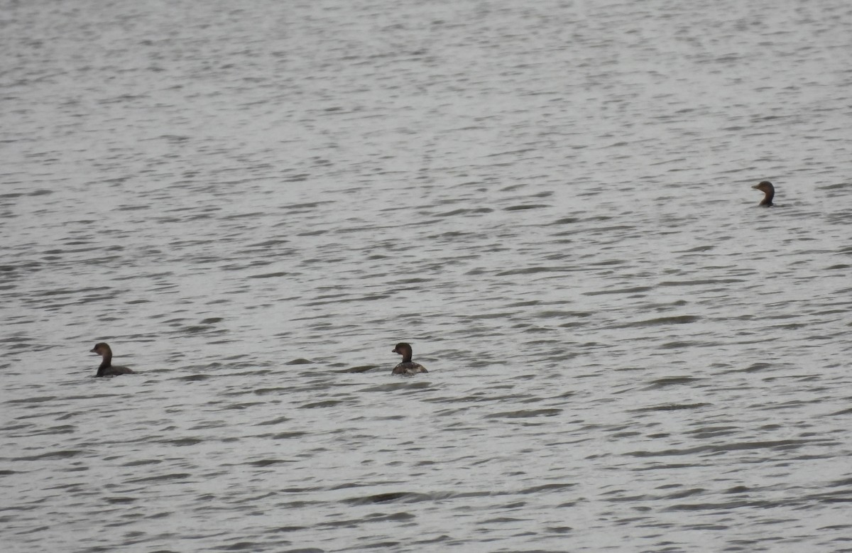 Pied-billed Grebe - Rhonda Langelaan