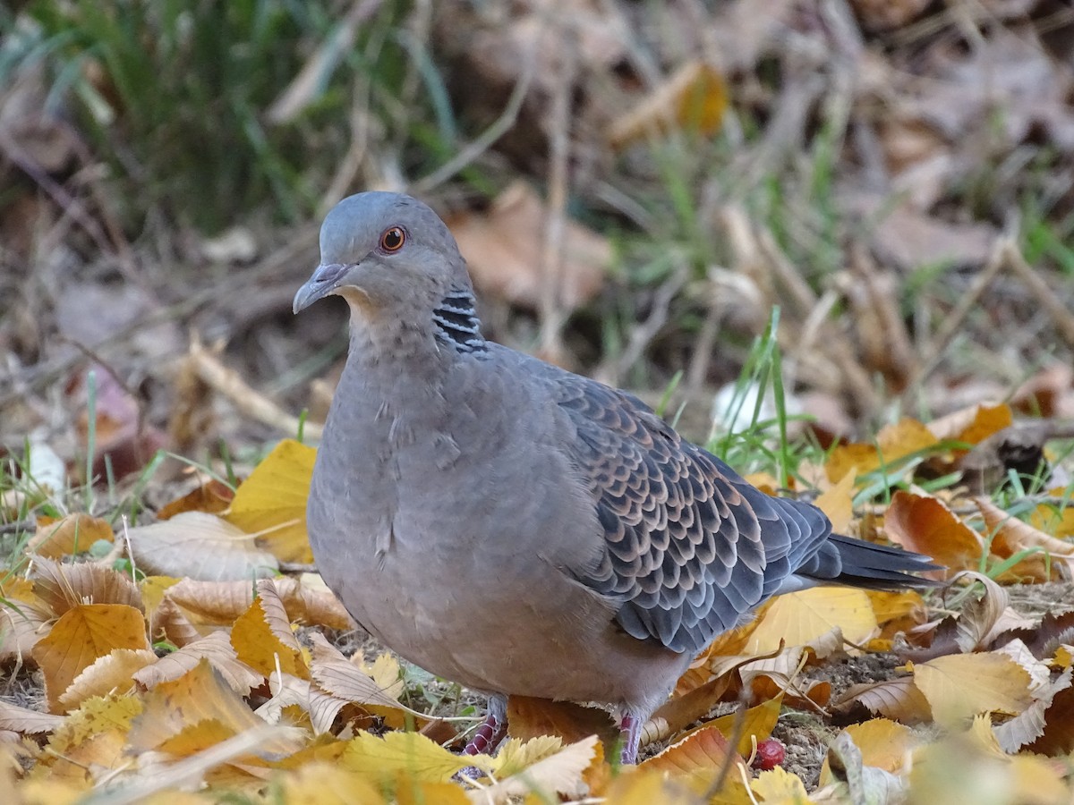 Oriental Turtle-Dove - ML624113043