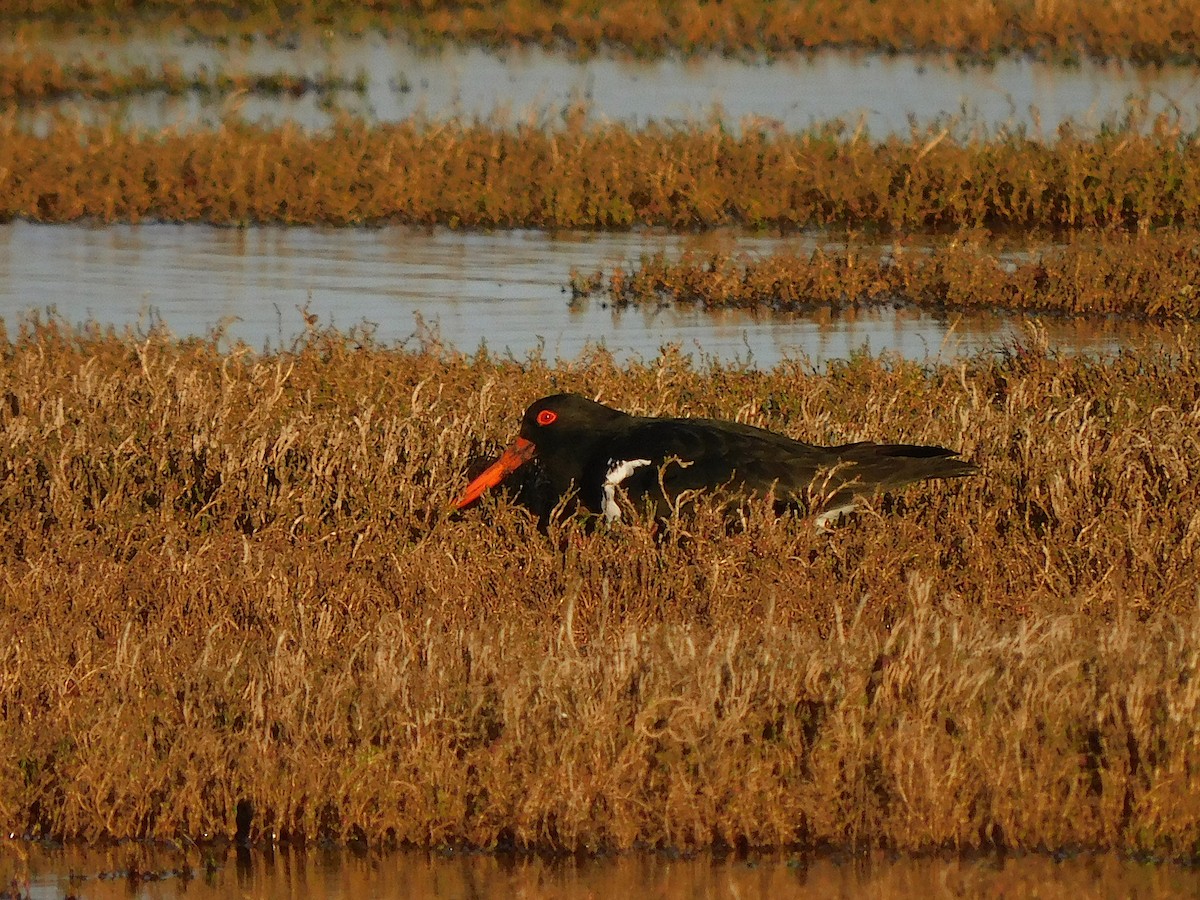 Pied Oystercatcher - ML624113051