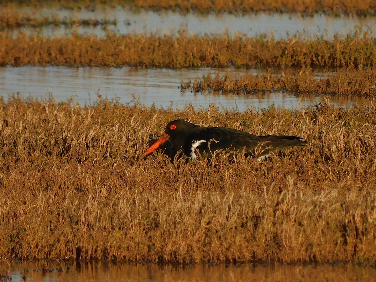 Pied Oystercatcher - ML624113053