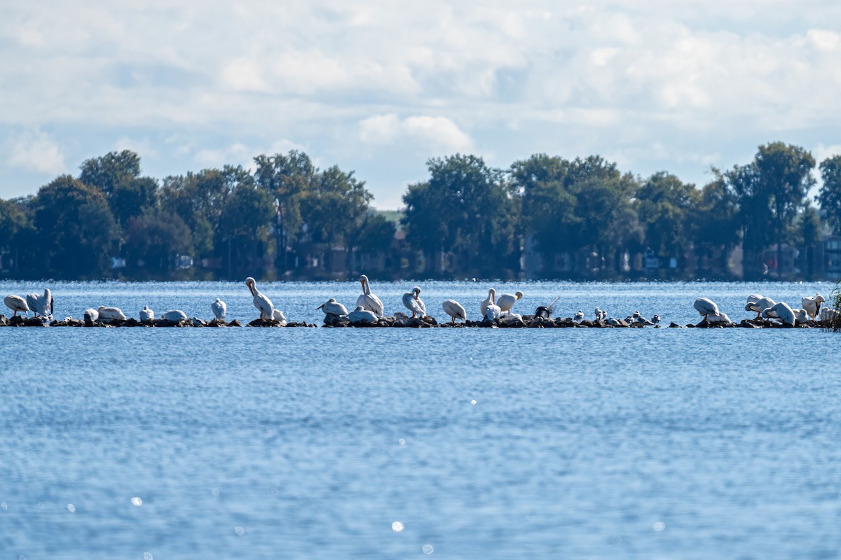 American White Pelican - ML624113056