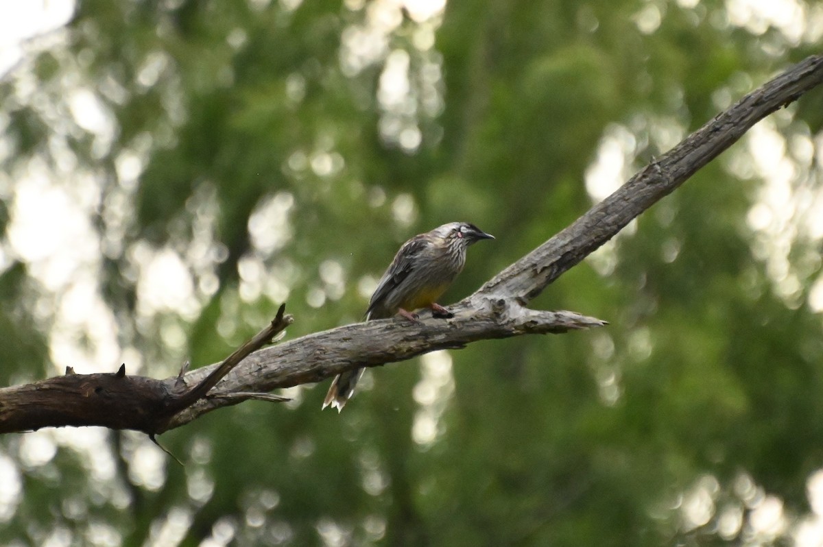 Red Wattlebird - ML624113069