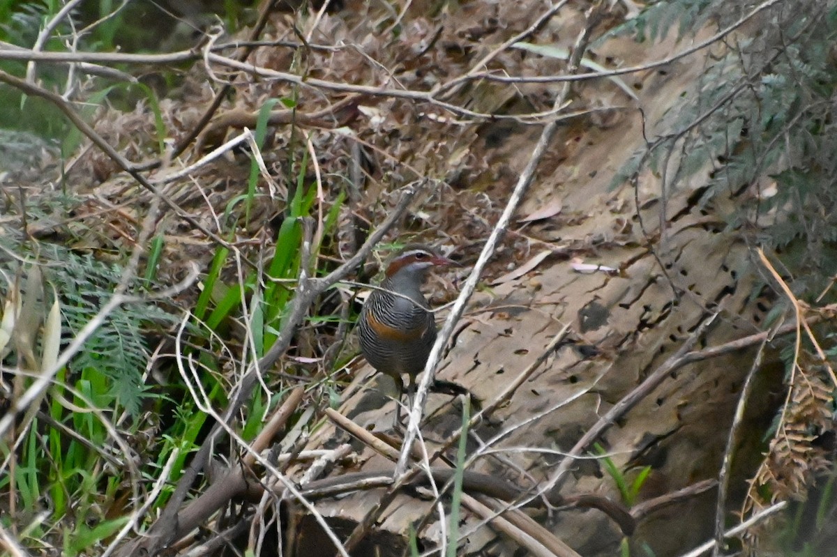 Buff-banded Rail - ML624113075