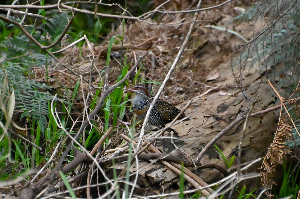 Buff-banded Rail - ML624113076