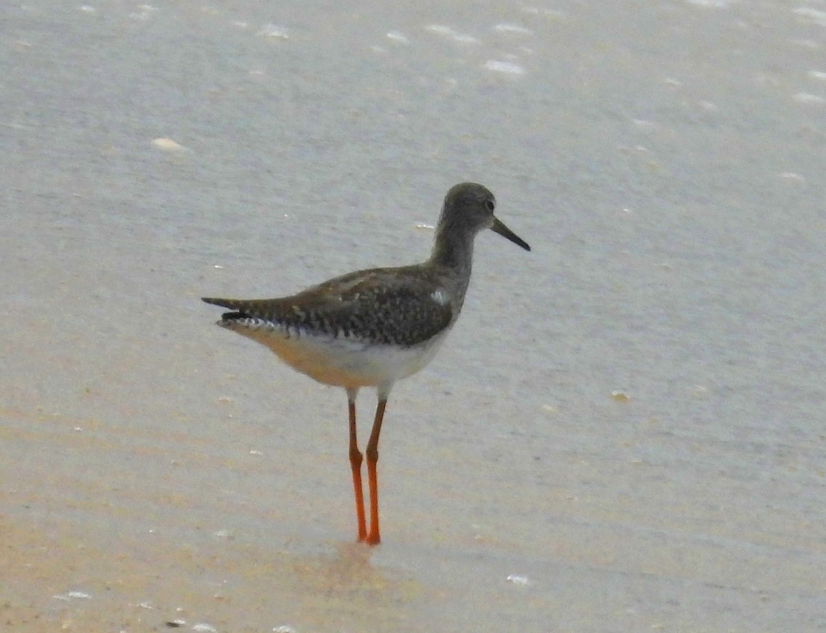 Common Redshank - ML624113083