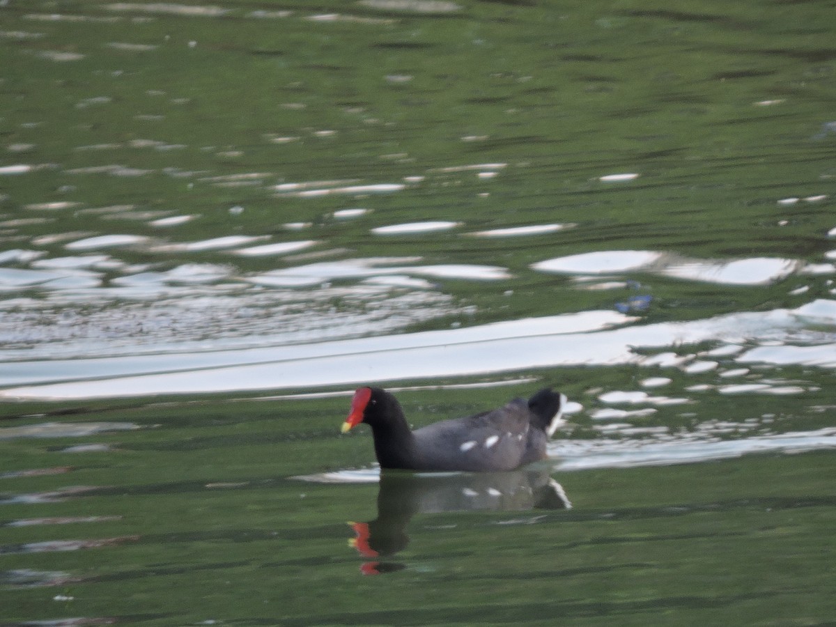 Common Gallinule - ML624113086