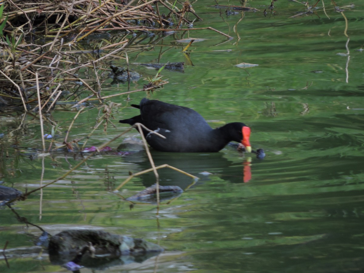 Common Gallinule - ML624113087