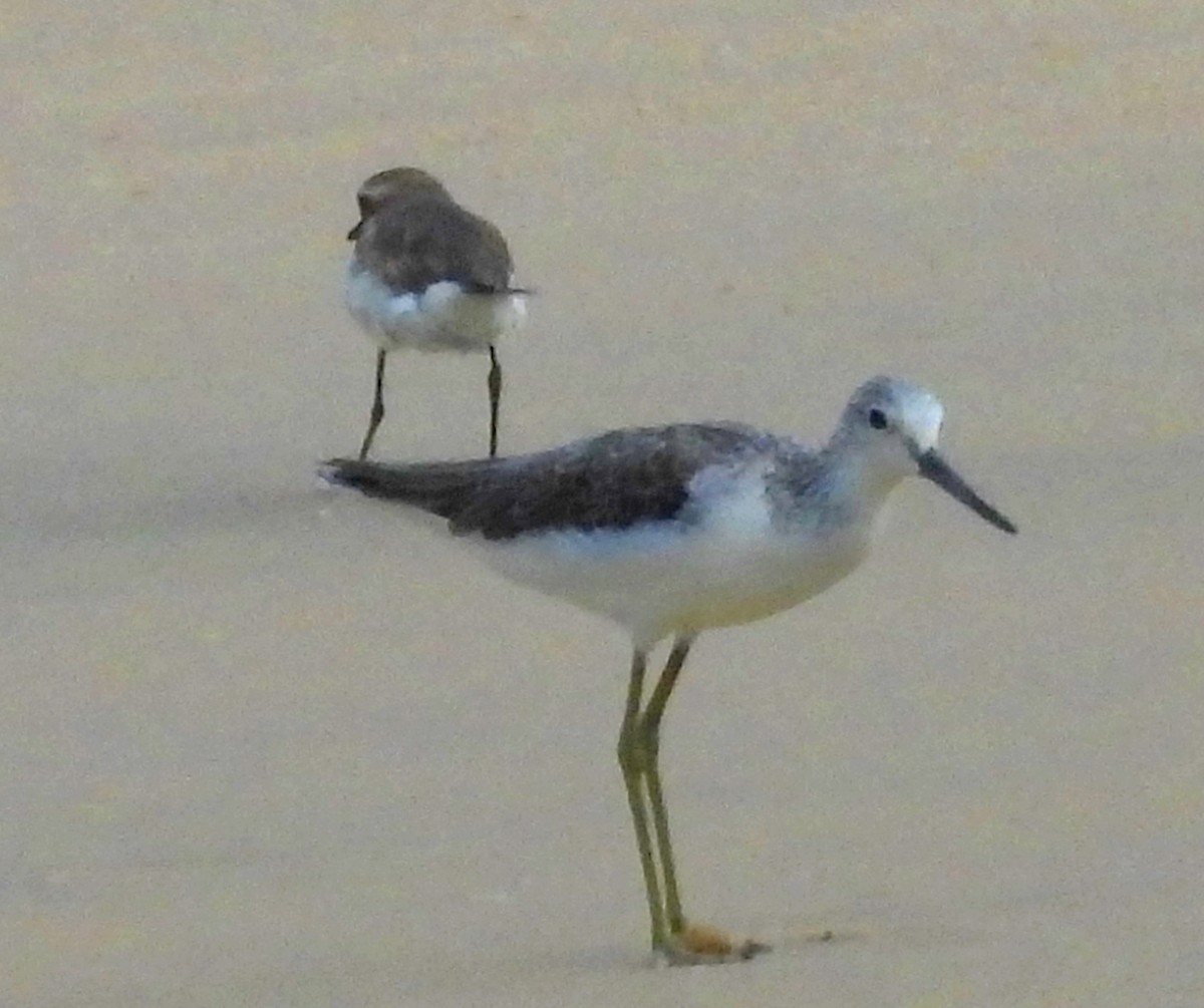 Common Greenshank - ML624113092