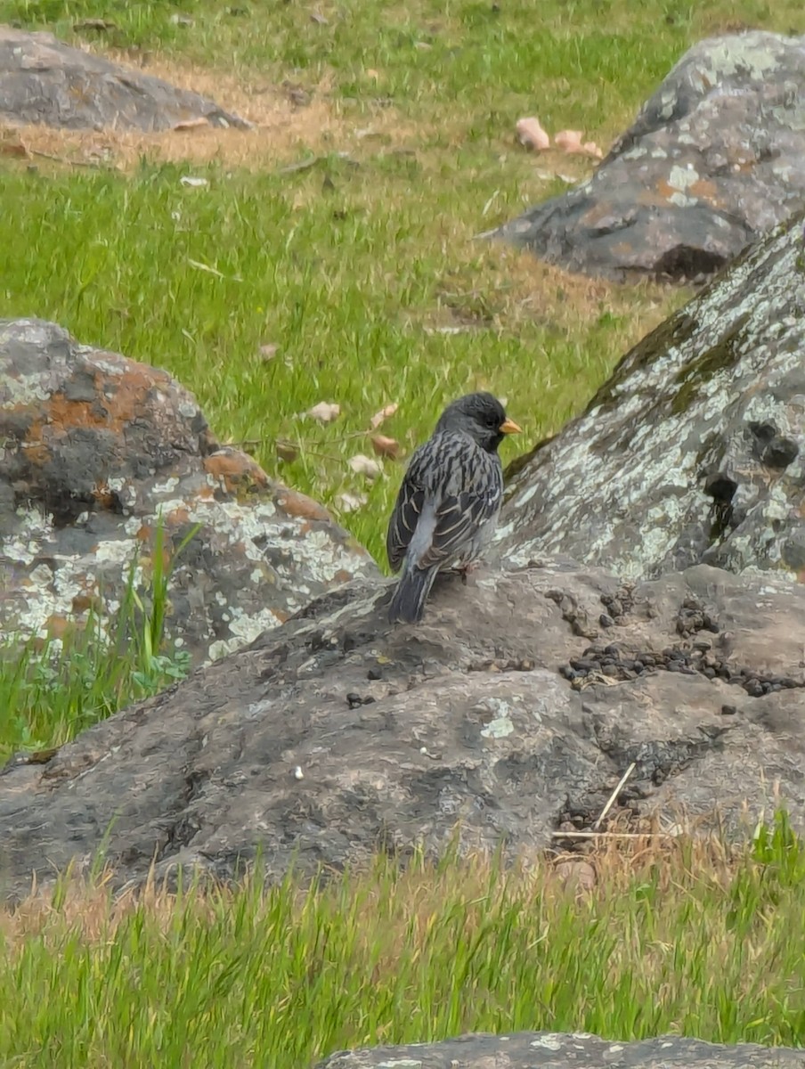 Mourning Sierra Finch - ML624113100