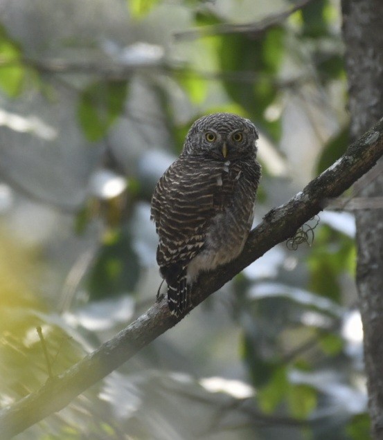 Asian Barred Owlet - ML624113109