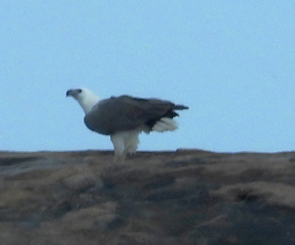 White-bellied Sea-Eagle - ML624113116