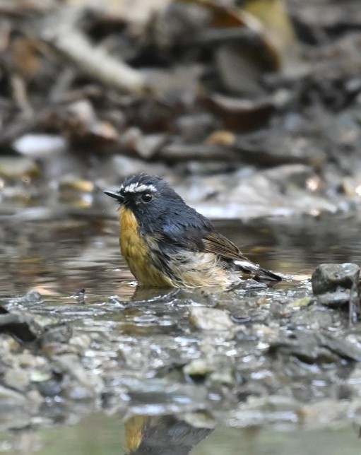 Snowy-browed Flycatcher - ML624113128