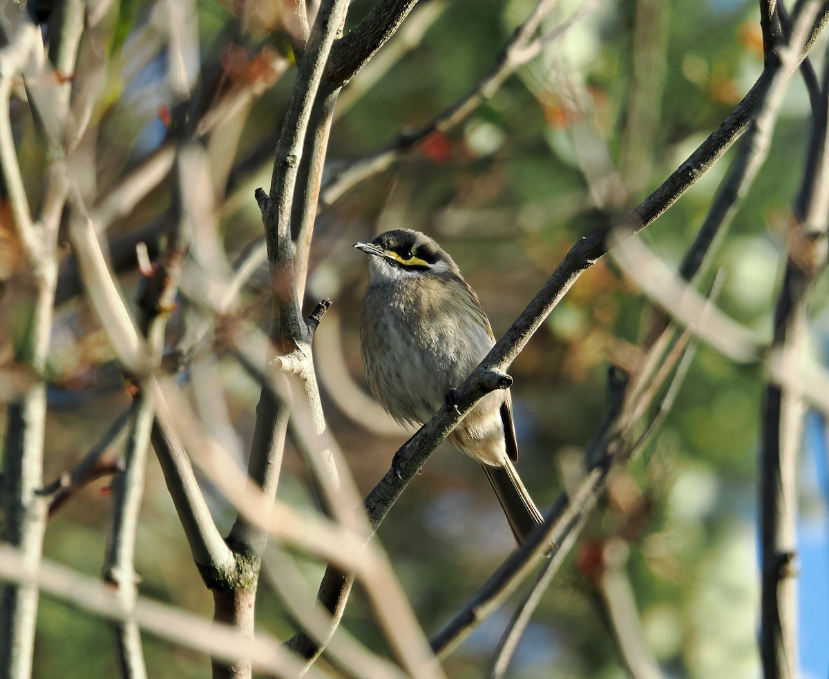 Yellow-faced Honeyeater - Tony Richards