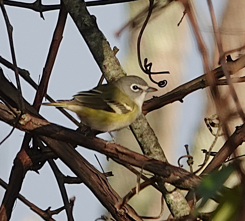 Blue-headed Vireo - ML624113139