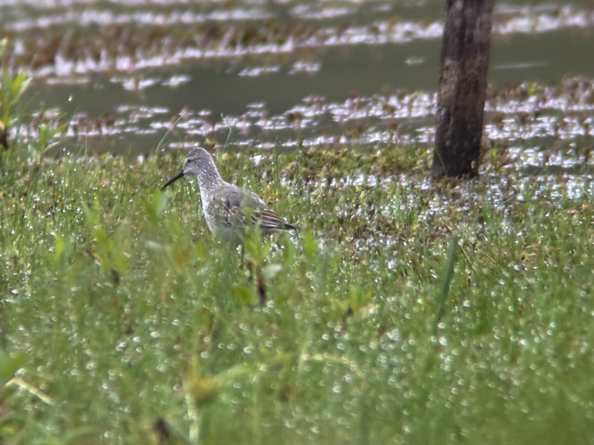 Stilt Sandpiper - Kyle Lindemer