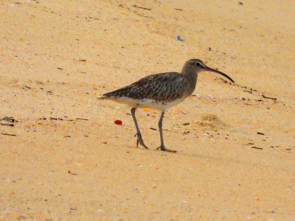 Whimbrel - Suchitra S