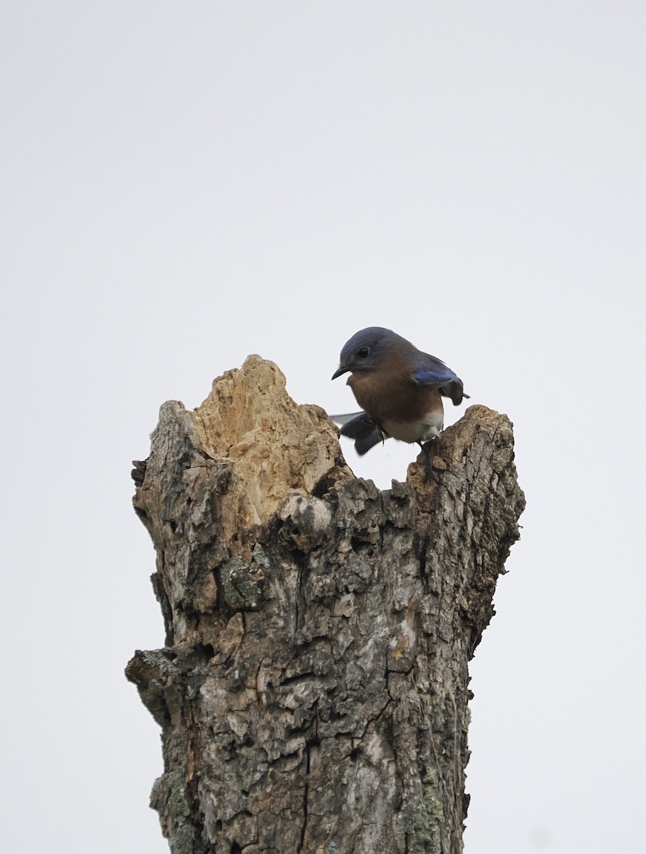 Eastern Bluebird - ML624113182