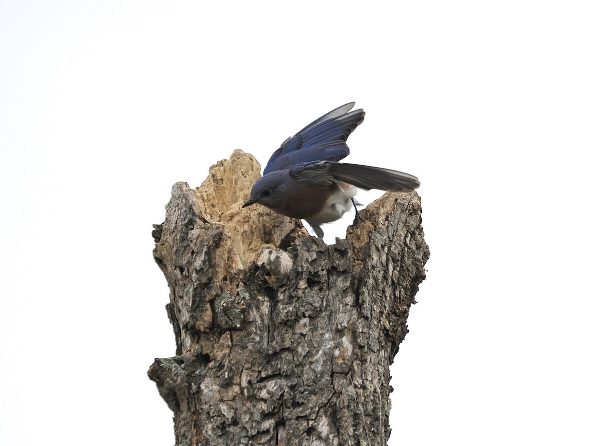 Eastern Bluebird - ML624113183