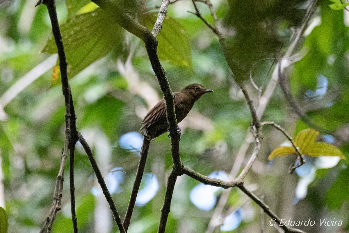 Brown-winged Schiffornis - ML624113187