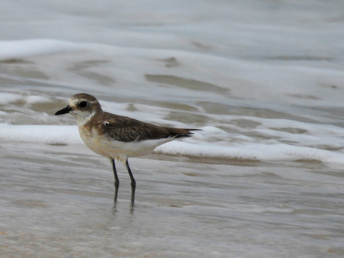 Tibetan Sand-Plover - ML624113188