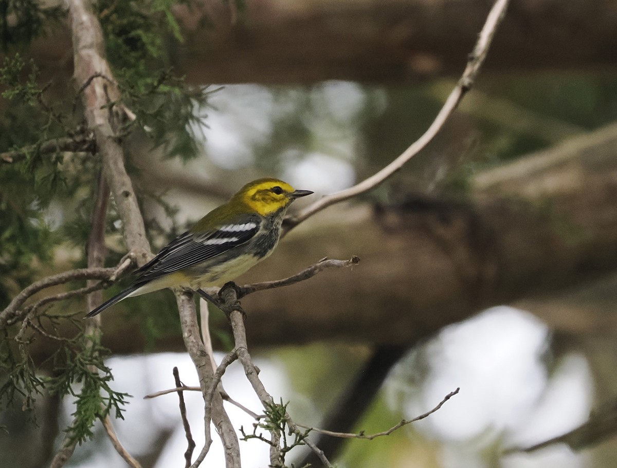 Black-throated Green Warbler - ML624113191