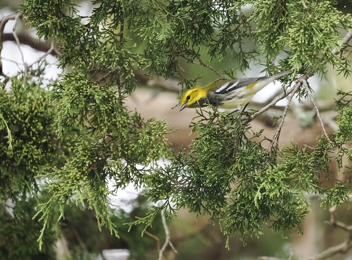 Black-throated Green Warbler - ML624113193