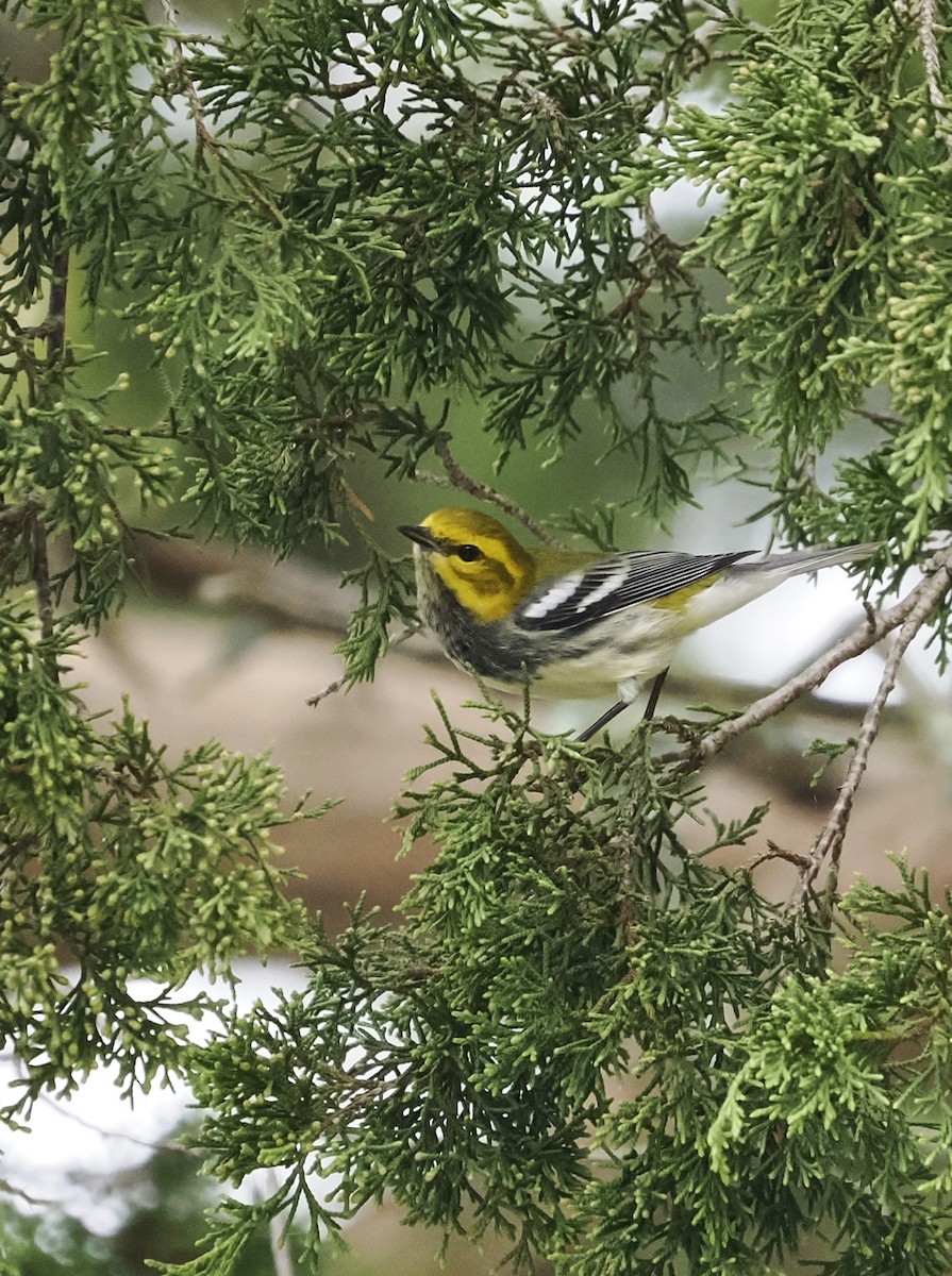 Black-throated Green Warbler - Jeffery Sole