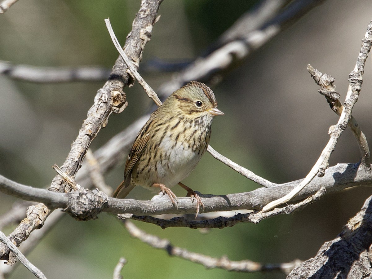 Lincoln's Sparrow - ML624113197