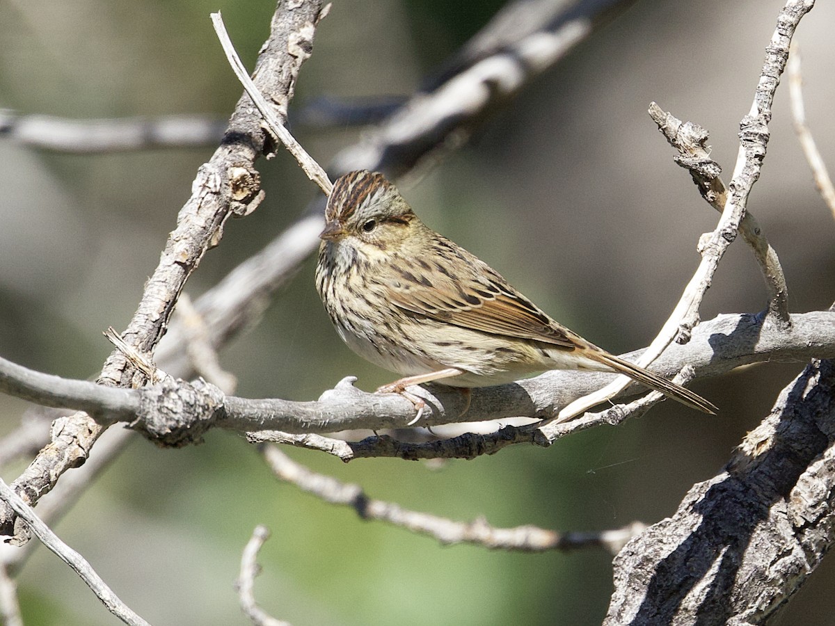 Lincoln's Sparrow - ML624113204