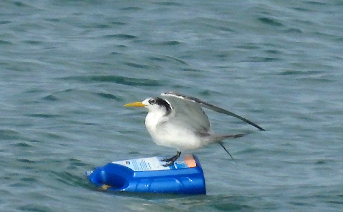 Great Crested Tern - ML624113219