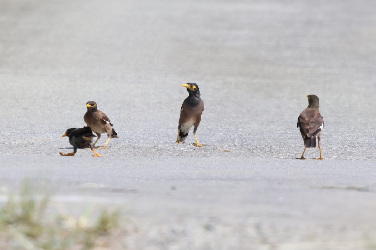 Common Myna - Mei-Luan Wang