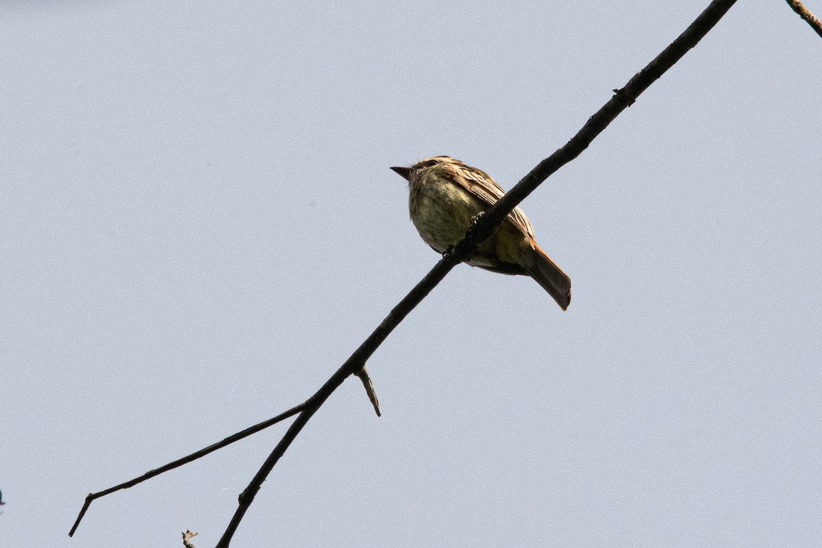 Variegated Flycatcher - ML624113246