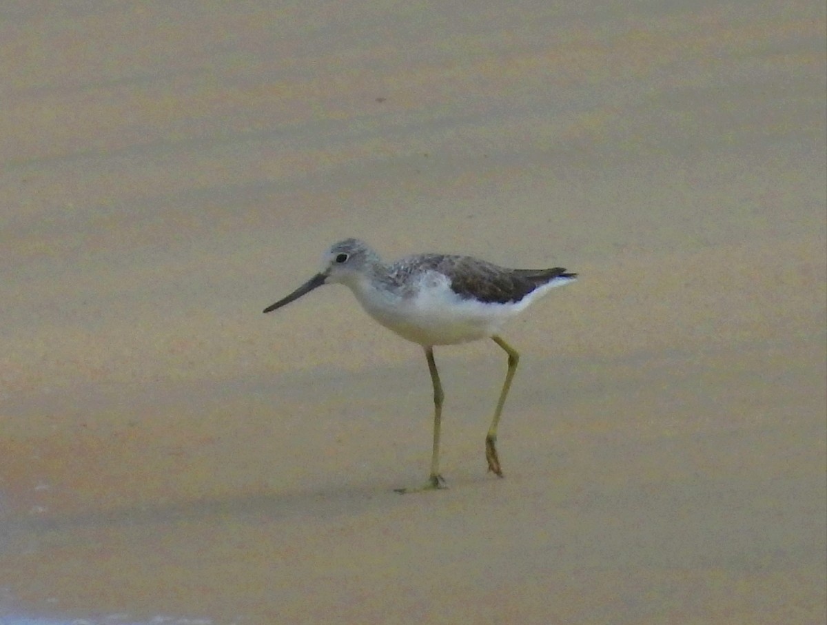 Common Greenshank - Suchitra S