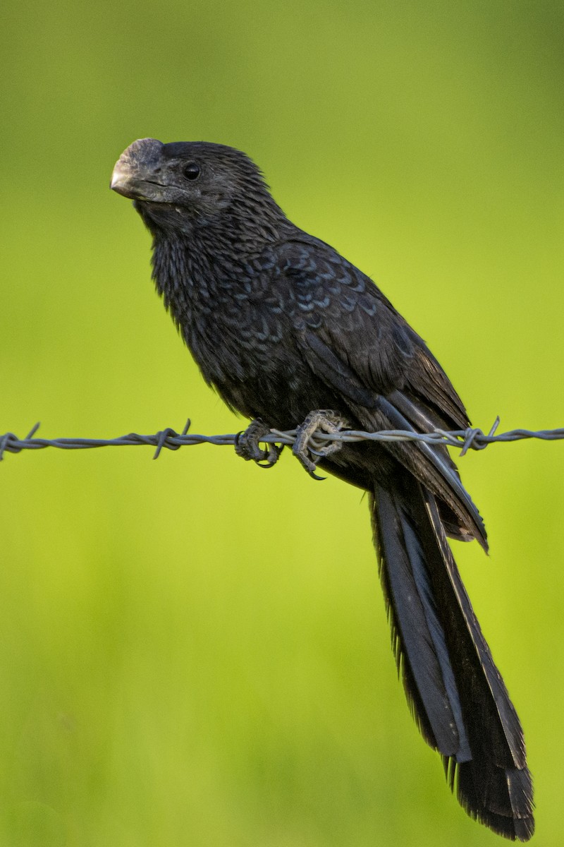 Smooth-billed Ani - ML624113292