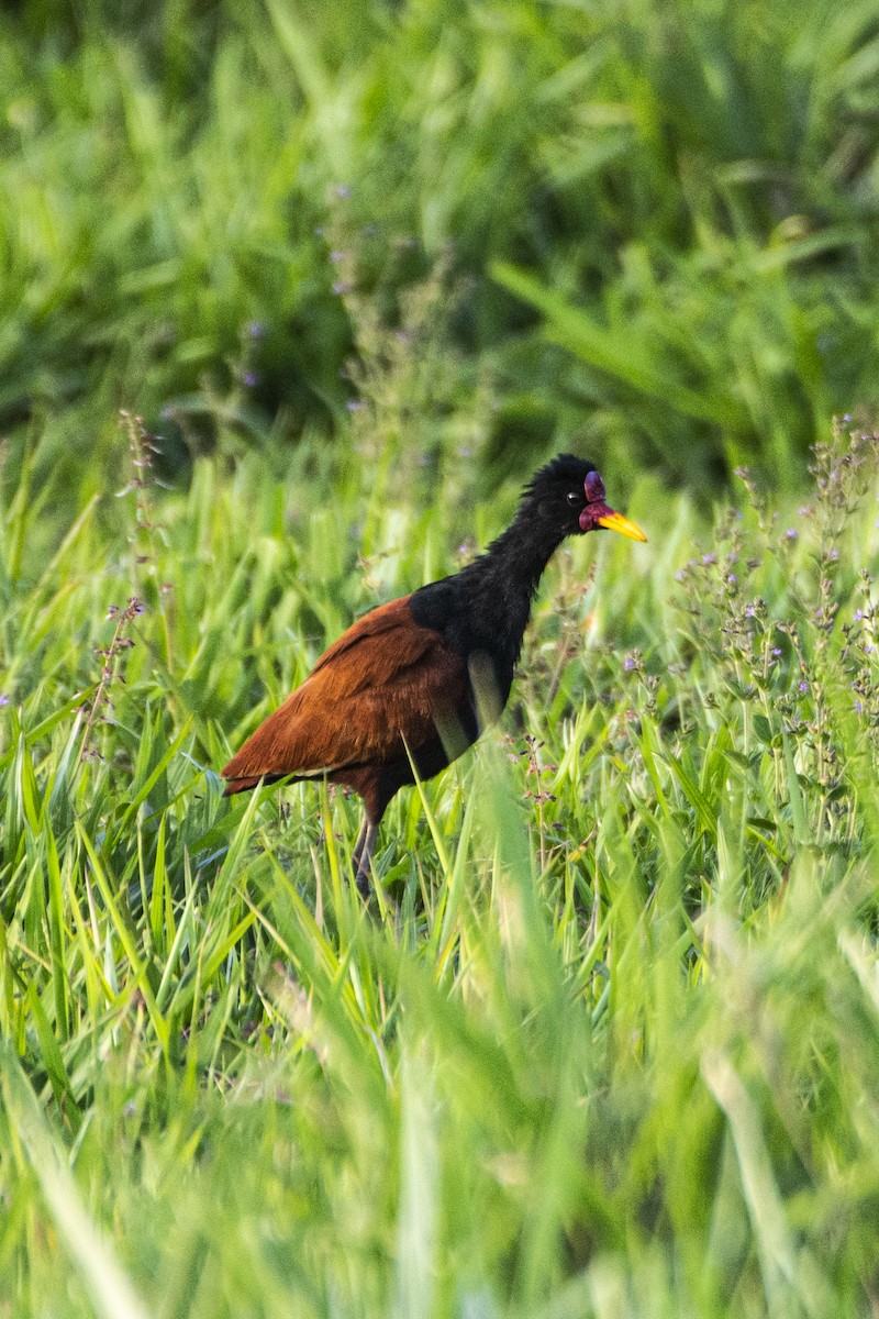 Wattled Jacana - ML624113294