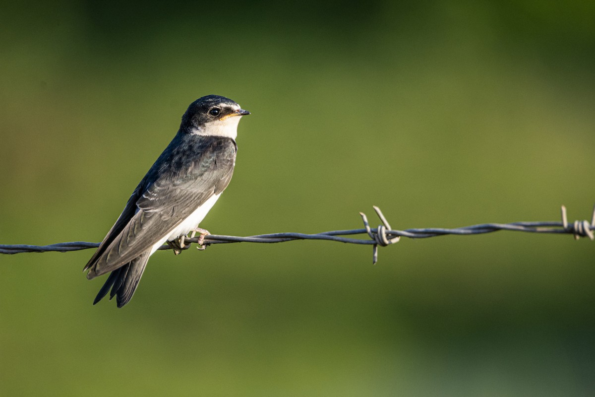 White-rumped Swallow - ML624113300