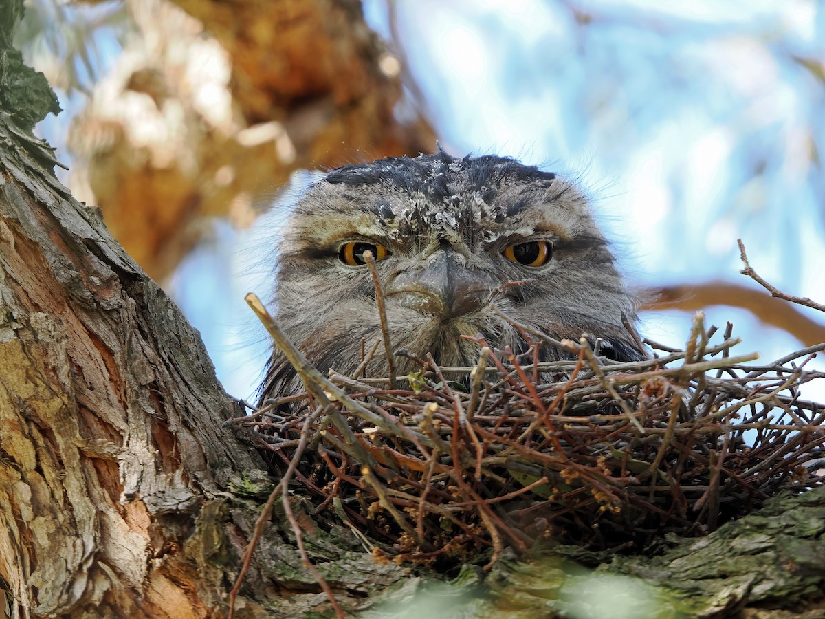 Tawny Frogmouth - ML624113307