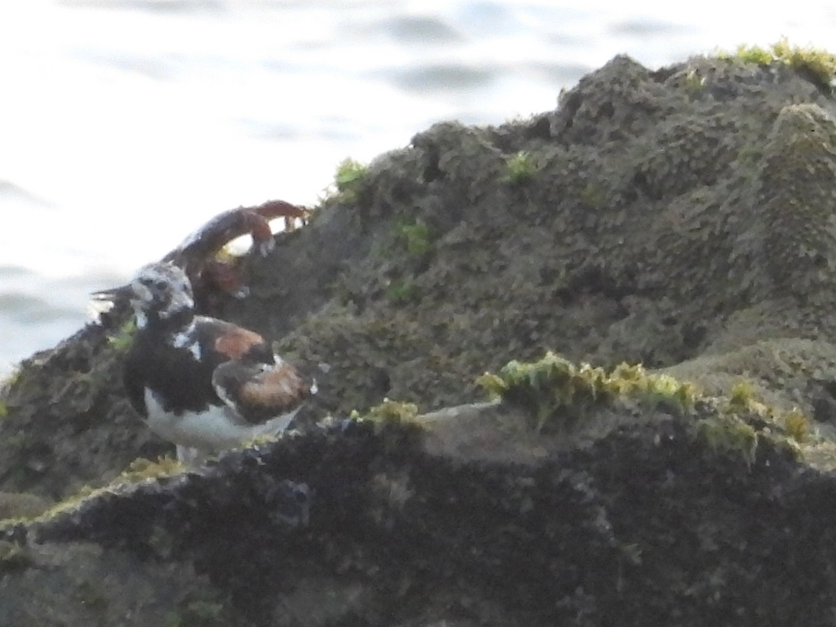 Ruddy Turnstone - Suchitra S